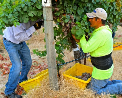 Workers harvesting grapes in a vineyard, collecting grapes in yellow bins, with lush green vines in the background.