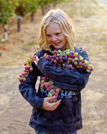 Young girl smiling while holding a large bunch of ripe grapes in a vineyard.