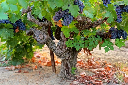Grapevine with ripe dark purple grapes in a Lodi vineyard, showcasing healthy foliage and mature fruit for wine production.