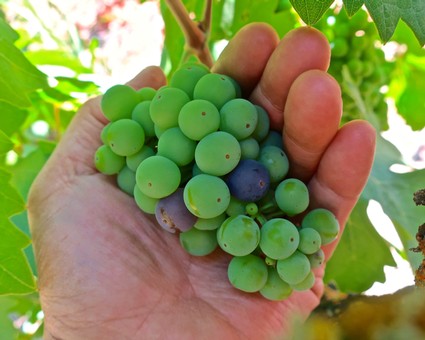 Close-up of a hand holding a cluster of green and purple wine grapes in a vineyard.