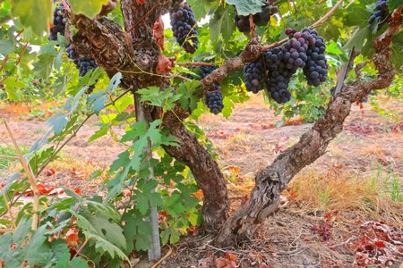 Grapevines with ripe dark purple grapes in a Lodi vineyard for wine production.