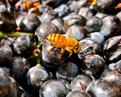 Close-up of a bee pollinating ripe black wine grapes in Lodi, California.