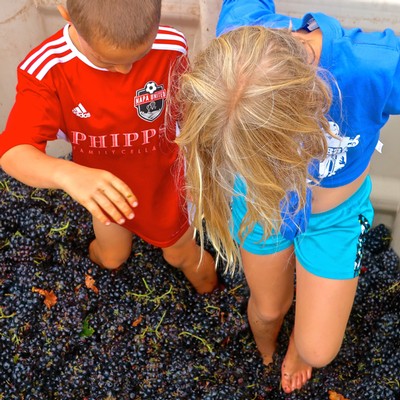 Children harvesting grapes in a vineyard, showcasing Lodi's winegrowing tradition and family-friendly wine tourism.