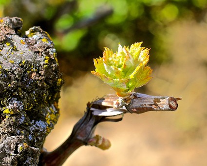 Close-up of a young winegrape vinebud sprouting on a vine in Lodi, California.
