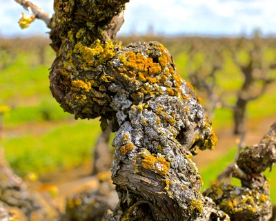 Close-up of a gnarled winegrape vine with yellow lichen in a vineyard setting.