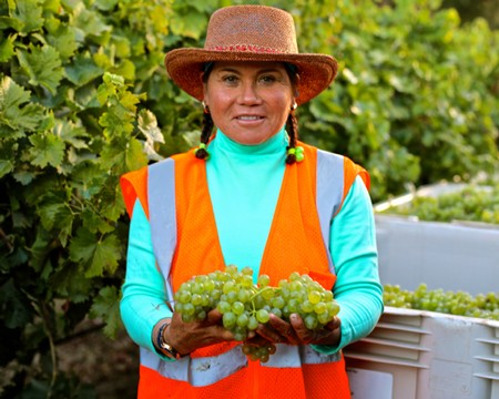 Woman in vineyard holding freshly picked green grapes, wearing safety vest and hat for sun protection.