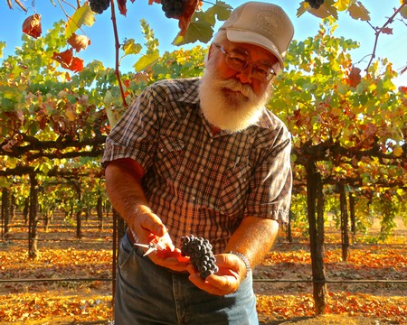 Elderly man with a white beard harvesting grapes in a vineyard during daytime.