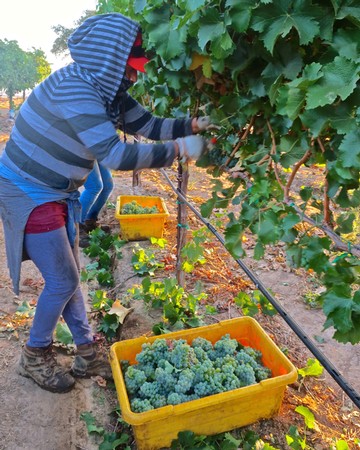 Worker harvesting grapes in Lodi vineyards during daytime for wine production.