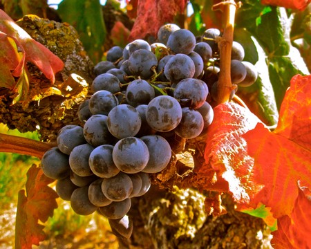 Close-up of ripe dark purple wine grapes on the vine in Lodi, California, ready for harvest.