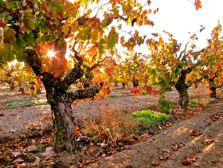 Vineyard rows with colorful fall leaves and sunlight shining through grapevines in Lodi, California.