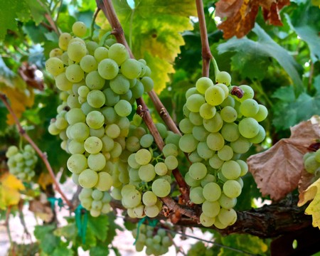 Close-up of green winegrapes growing on a vine in Lodi, California, ready for harvest.