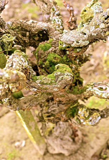 Close-up of a Lodi winegrape vine with moss and textured bark, showcasing healthy grapevine growth in California.