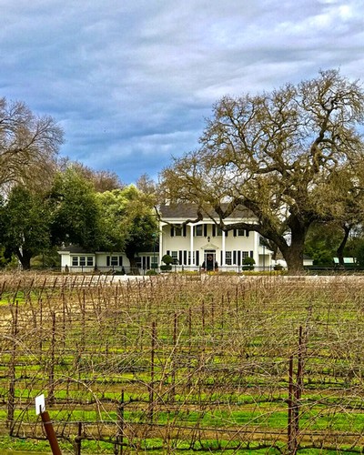 Vineyard with rows of grapevines and a historic house in Lodi, California, under a cloudy sky.