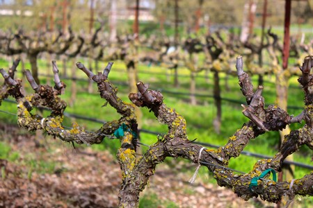 Vineyard with pruned grapevines in Lodi, California, during spring season.
