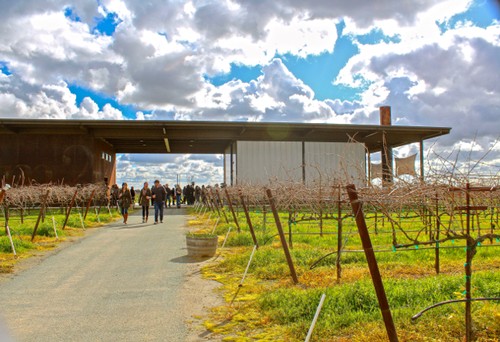 Vineyard with grapevines and visitors at Lodi Winegrape Commission in California.