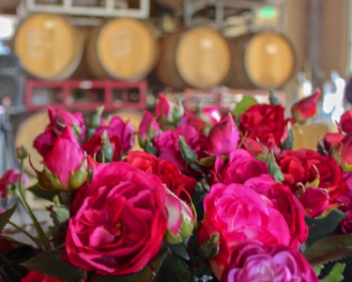 Vibrant pink and red roses in a winery setting with wine barrels in the background.