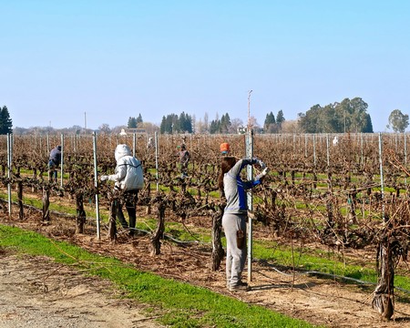 Workers harvesting and maintaining grapevines in a Lodi vineyard during the day.