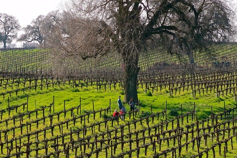 Workers harvesting grapes in a lush Lodi vineyard with a large tree in the background.