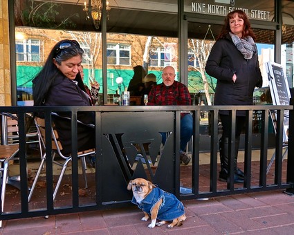 People enjoying outdoor seating at Lodi Winegrape Commission with a dog in a blue jacket.