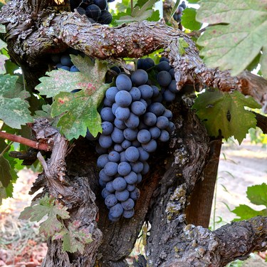 Close-up of a ripe dark purple winegrape cluster on a vine in Lodi, California.
