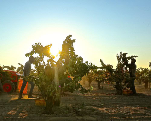 Workers harvesting winegrapes in Lodi vineyards at sunset for optimal wine production.