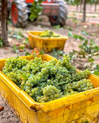 Fresh green grapes harvested in a vineyard, ready for winemaking or sale, with a tractor in the background.