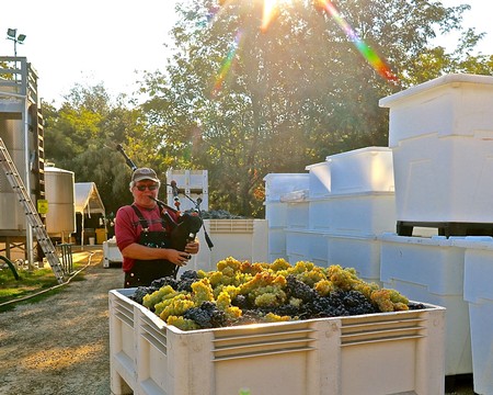 Vineyard worker inspecting grapes during harvest at Lodi Winegrape Commission in California.