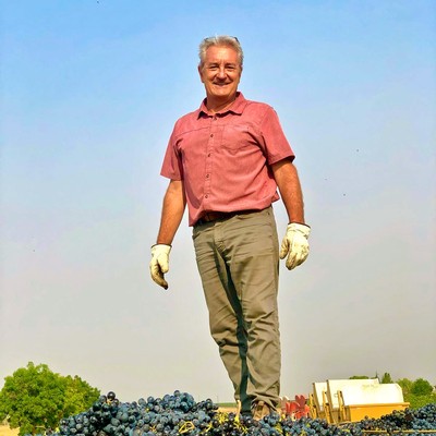 Vineyard worker in Lodi, California, inspecting ripe grapes in a vineyard during harvest.
