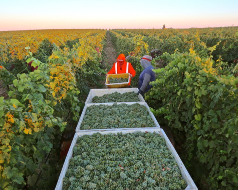 Workers harvest grapes in a lush vineyard during sunset for Lodi wine production.
