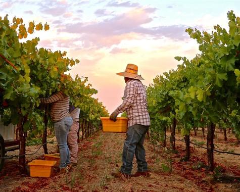 Workers harvesting winegrapes in Lodi vineyard at sunset for premium wine production.