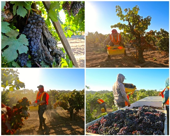Workers harvesting grapes in Lodi vineyards during the grape harvest season.