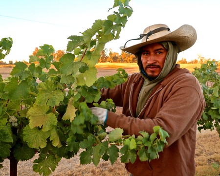 Vineyard worker harvesting grapes in Lodi wine region, California, during sunset.