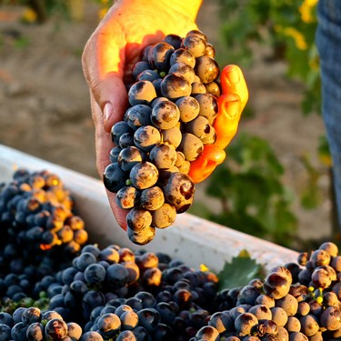 Close-up of a hand holding ripe dark wine grapes in a vineyard during harvest.