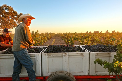 Workers harvesting grapes in Lodi vineyards during sunset for wine production.