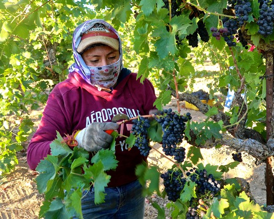 Worker harvesting ripe grapes in a Lodi vineyard during the harvest season.