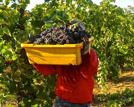 Worker in a vineyard carrying a yellow basket of freshly picked grapes during harvest in Lodi, California.