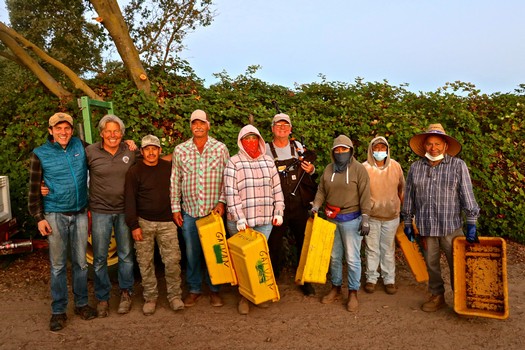 Group of workers harvesting winegrapes in Lodi, California, during the grape harvest season.