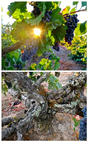 Grapevines with ripe grapes in a vineyard, sunlight shining through leaves, and gnarled grapevine trunk close-up.