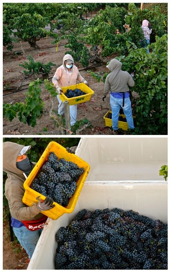 Workers harvesting and sorting grapes in Lodi vineyards for wine production.
