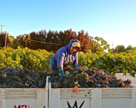 Worker harvesting ripe grapes in a vineyard during the day for Lodi wine production.