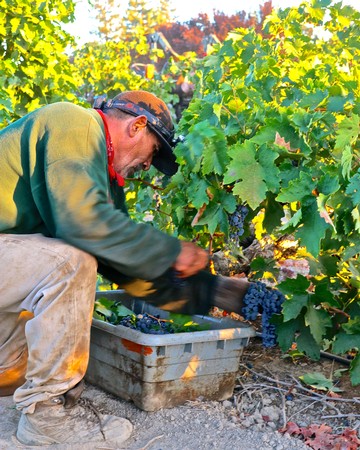 Vineyard worker harvesting ripe grapes in Lodi wine region during harvest season.