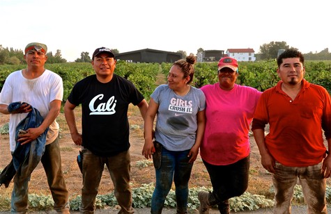 Group of workers in vineyard during grape harvest at Lodi Winegrape Commission.