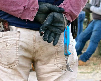 Worker's gloved hand holding a pruning shear during grape harvest at Lodi Winegrape Commission.
