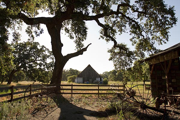 Historic vineyard scene with large tree, rustic barn, and old farming equipment in Lodi, California.