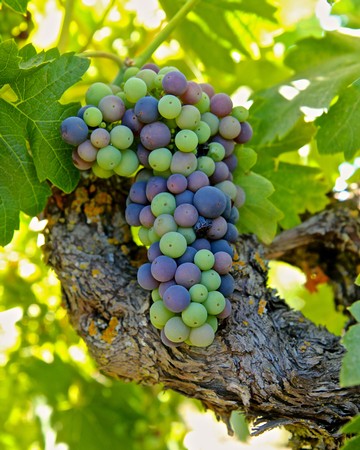 Close-up of a ripe grape cluster on a vine in Lodi wine region, California.