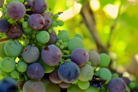 Close-up of ripening wine grapes on the vine in Lodi, California, showcasing green and purple grapes ready for harvest.