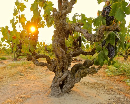Grapevine in Lodi vineyard with sunlight filtering through leaves at sunset.