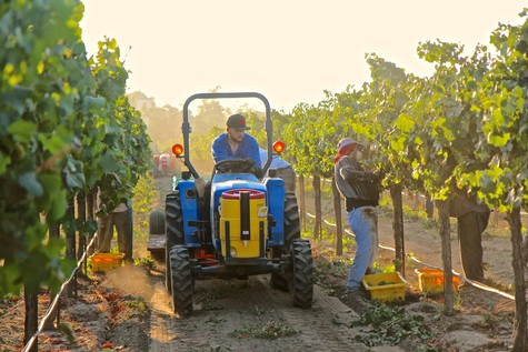 Workers harvest winegrapes in a Lodi vineyard with a tractor and manual labor during sunrise.