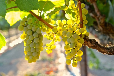 Close-up of ripe white wine grapes hanging on vine in Lodi vineyard during daytime.