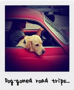 Cute dog resting its head on a red car window during a road trip, capturing the essence of travel and companionship.